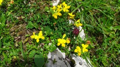 Lotus corniculatus