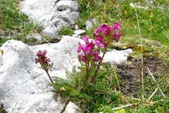 Pedicularis rostratocapitata