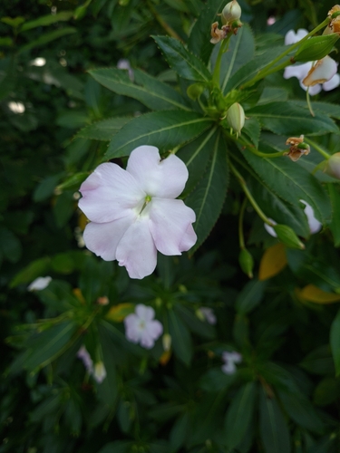 Impatiens sodenii image