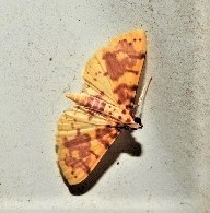 Conogethes haemactalis