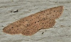 Cyclophora turneri
