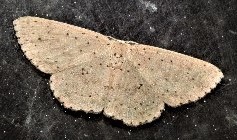 Cyclophora turneri
