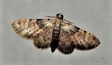 Gymnoscelis derogata