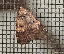 Hydrillodes dimissalis