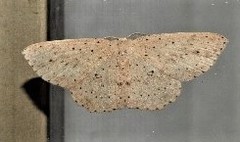 Cyclophora turneri