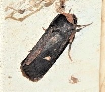 Proteuxoa cinereicollis