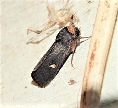 Proteuxoa cinereicollis