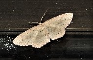 Cyclophora turneri