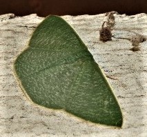 Chlorocoma tachypora