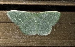 Chlorocoma tachypora