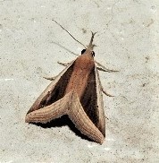 Hypena conscitalis