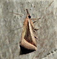 Hypena conscitalis