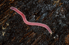 Gosodesmus claremontus