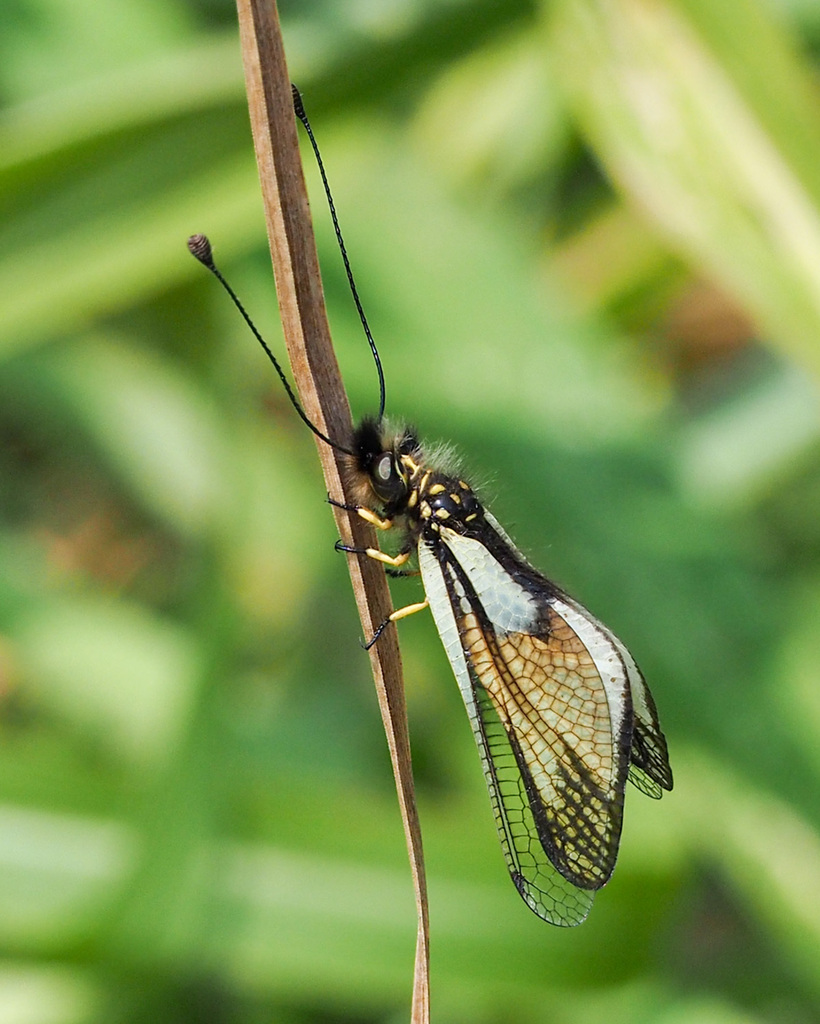 Libelloides latinus