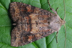 Parastichtis suspecta