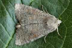 Parastichtis suspecta