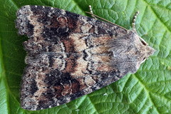 Parastichtis suspecta