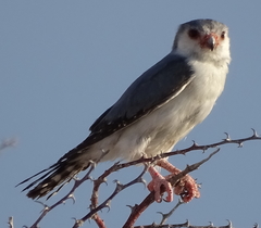 Polihierax semitorquatus