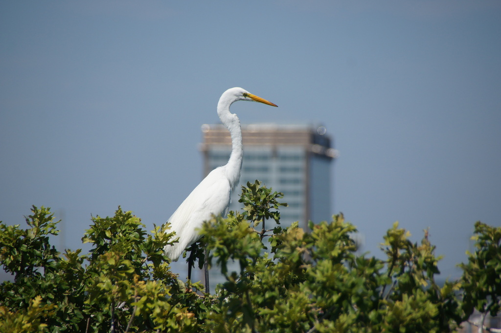 Great Egret from UTSWMC Rookery, Dallas, TX, USA on June 30, 2023 at 10 ...