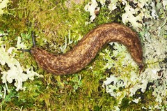 Philomycus flexuolaris