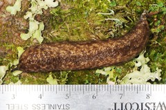 Philomycus flexuolaris