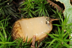 Philomycus flexuolaris