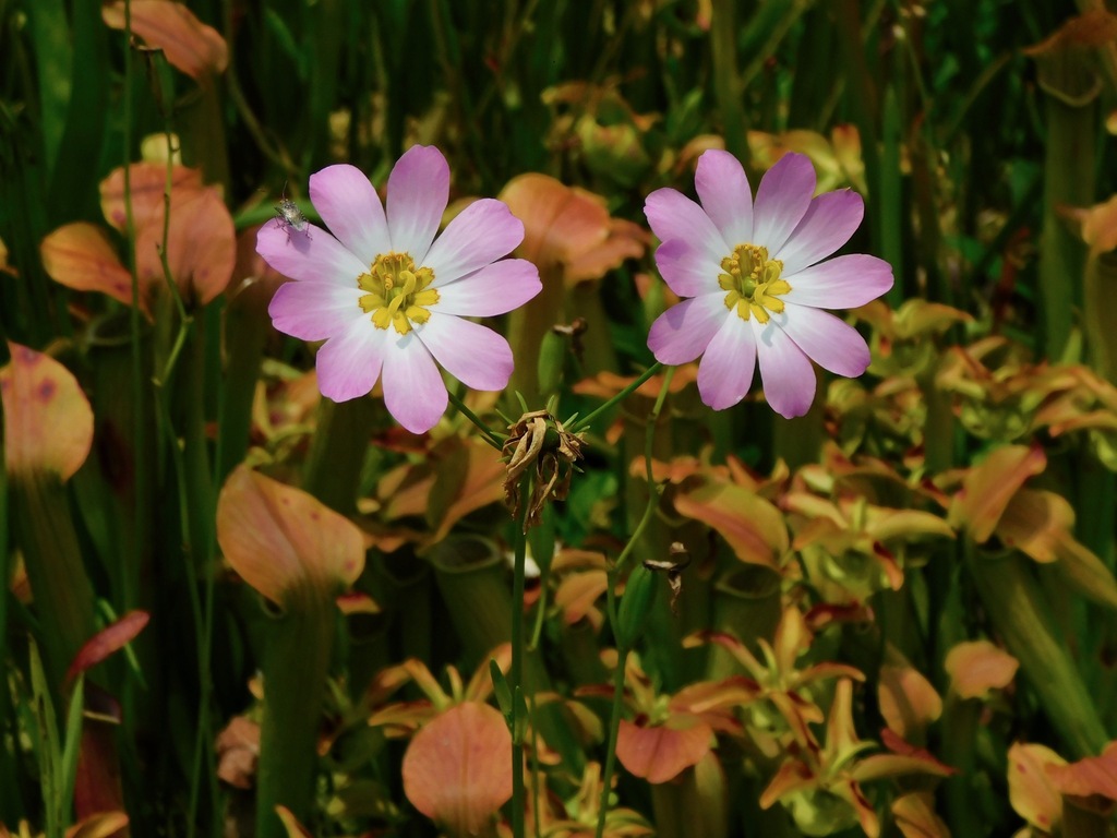 rose gentians