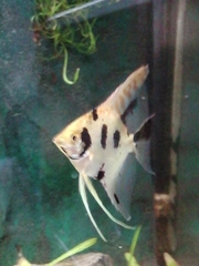 Pterophyllum scalare