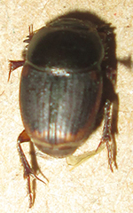 Onthophagus vinctus