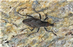 Coniocleonus pelletii
