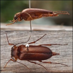Cebrio corsicus