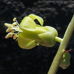 Tylecodon wallichii ecklonianus
