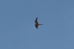 Falco cenchroides cenchroides