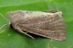 Photedes fluxa