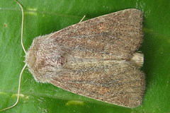 Photedes fluxa