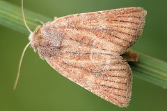 Photedes fluxa