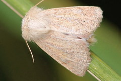 Photedes fluxa