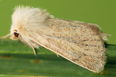 Photedes fluxa
