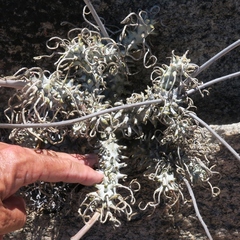 Tylecodon wallichii ecklonianus