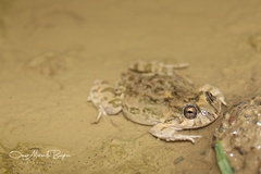 Pleurodema cinereum