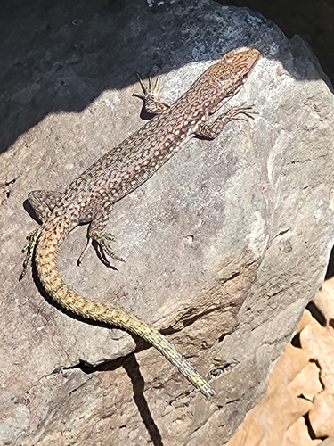 Unisexual Lizard, Darevskia unisexualis