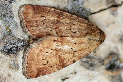 Photedes minima