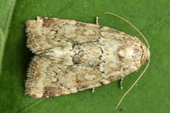 Photedes minima