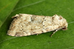 Photedes minima
