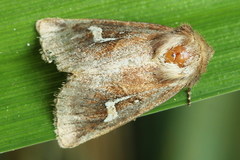 Phragmatiphila nexa
