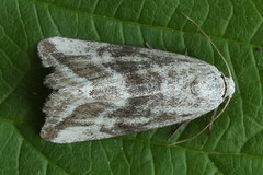 Phyllophila obliterata