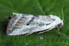 Phyllophila obliterata