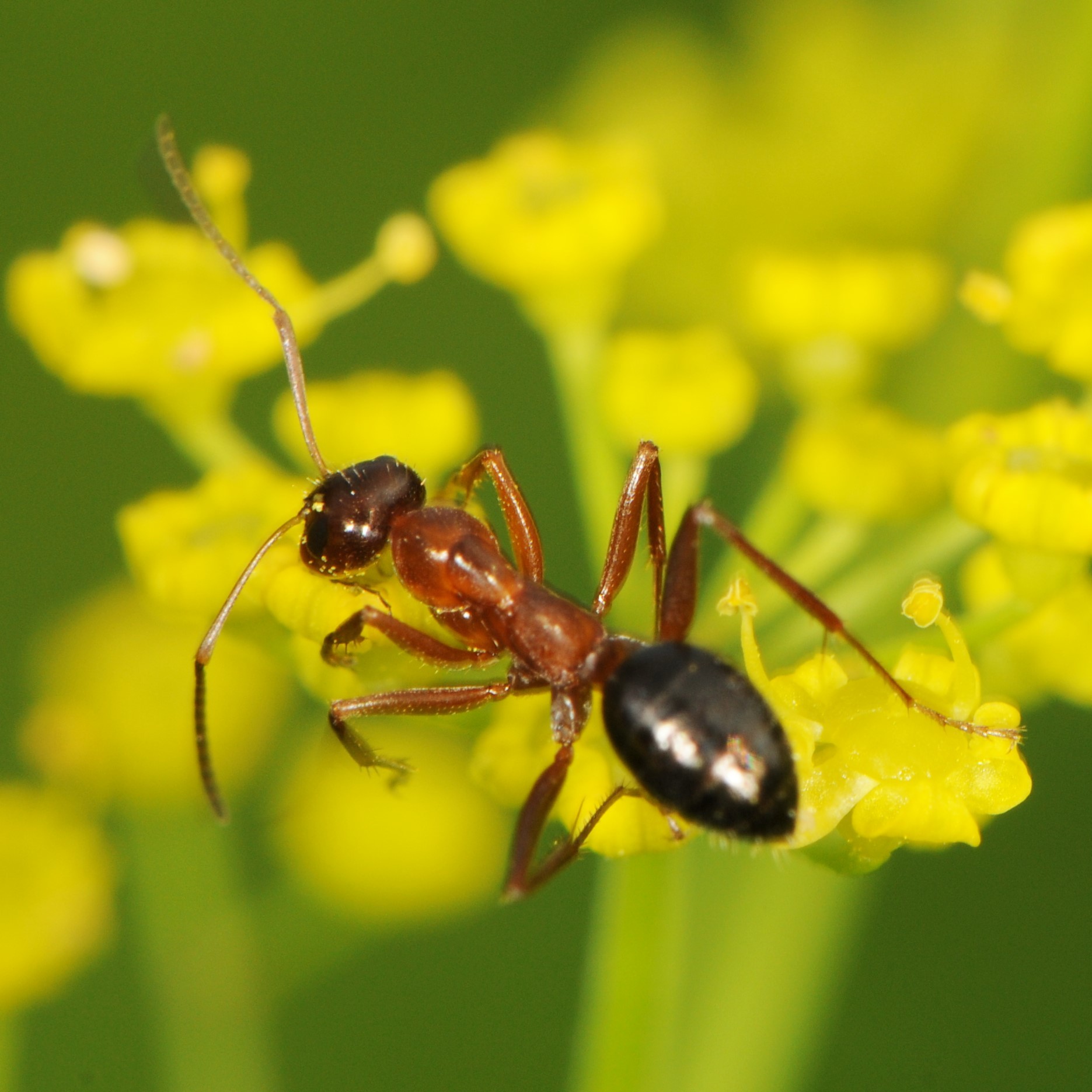 https://inaturalist-open-data.s3.amazonaws.com/photos/2954124/original.JPG