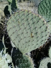 Opuntia joconostle