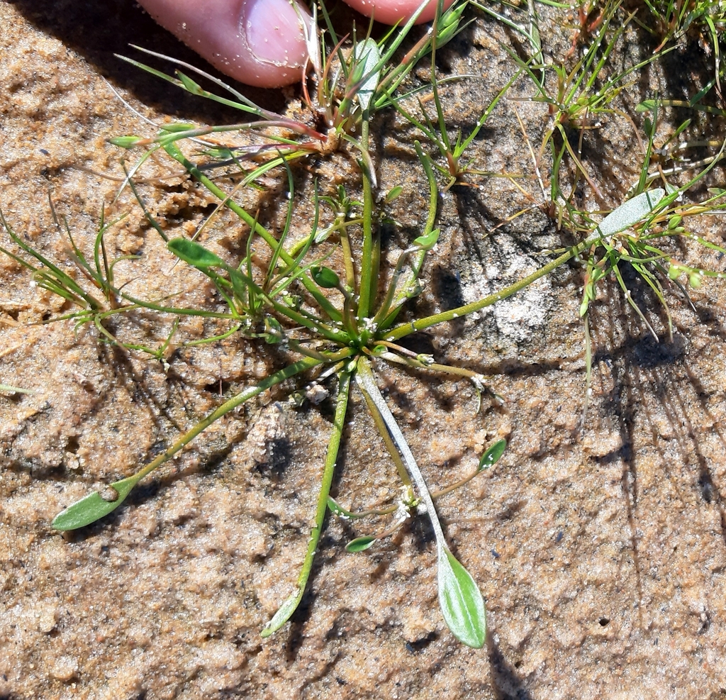 Wahlenberg's Water-plantain